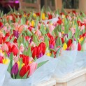 FAS: unlawful customs restrictions for import of flowers must be abolished