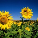 FAS: PRODUCERS AND EXPORTERS OF SUNFLOWER MEAL ARE REQUIRED TO PROVIDE INFORMATION ON OVER-THE-COUNTER CONTRACTS