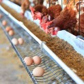 FAS WILL ANALYZE THE PRICING OF CHICKEN EGGS