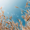 FAS: HIGHLY COMPETITIVE GRAIN EXPORT MARKET HAS BEEN FORMED IN RUSSIA