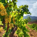 FAS COMPETITIVE CONDITIONS SHOULD BE CREATED FOR DEVELOPING FARMER WINE-MAKING IN RUSSIA
