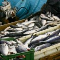 FAS found new grounds to form a fish exchange