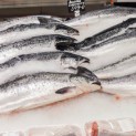 FAS sent a report to the President of Russia on the measures aimed to restrict growing prices for fish